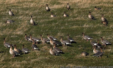 Pink-footed geese in a field